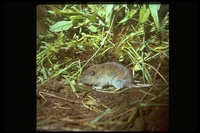 : Thomomys monticola; Mountain Pocket Gopher