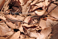 : Ameiva quadrilineata