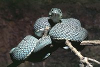 : Bothrops bilineatus; Two-lined Forest Pitviper