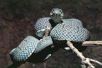 : Bothrops bilineatus; Two-lined Forest Pitviper