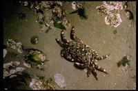 : Pachyrapsus crassipes; Green-lined Shore Crab