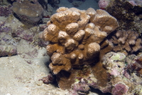 : Pavona explanulata
