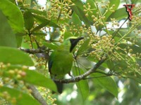 Blue-winged Leafbird(Chloropsis cochinchinensis)