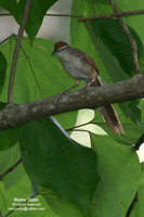 Tawny Grassbird Scientific name - Megalurus timoriensis
