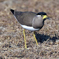 Yellow-wattled Lapwing