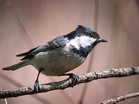 진박새 Parus ater | coal tit