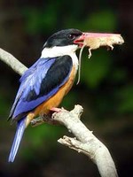 청호반새 Halcyon pileata | black-capped kingfisher