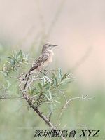 Oenanthe hispanica Black-eared Wheatear 白頂(即鳥) 083-010