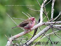 Carpodacus thura White-browed Rosefinch 白眉朱雀 123-077