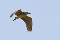 Night Heron