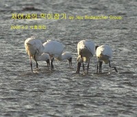 저어새 먹이잡기 Black-faced Spoonbill ...