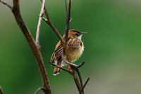 セッカ Cisticola juncidis Zitting Cisticola