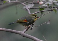 ソウシチョウ Red-billed Mesia Leiothrix lutea