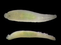Helobdella stagnalis