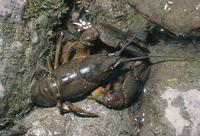 Astacus astacus - Noble Crayfish