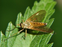 Rhagio tringarius