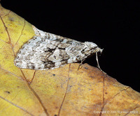 Epirrita autumnata - Autumnal Moth