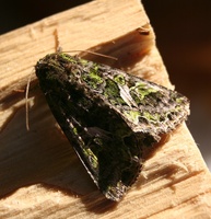 Trachea atriplicis - Orache Moth