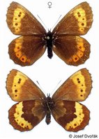 Erebia euryale - Large Ringlet