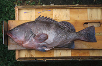 Epinephelus drummondhayi, Speckled hind: fisheries, gamefish