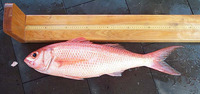 Etelis oculatus, Queen snapper: fisheries