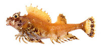 Hypsagonus quadricornis, Fourhorn poacher: fisheries