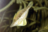 Monacanthus tuckeri, Slender filefish: