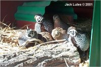 Mearn's Quail Cyrtonyx montezuma mearnsi