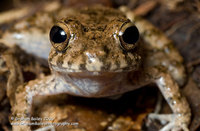 Big-headed Rain Frog - Ischnocnema quixensis