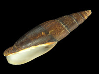 Mitra zonata