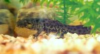 Pleurodeles waltl - Sharp-ribbed Newt