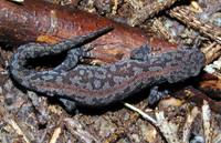 Triturus alpestris - Alpine Newt