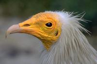 Neophron percnopterus - Egyptian Vulture