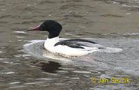 Mergus merganser - Goosander