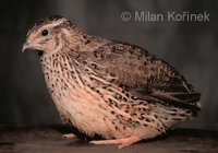 Coturnix japonica - Japanese Quail