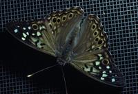 Image of: Asterocampa celtis