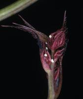 Image of: Celastrina