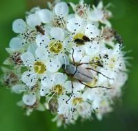 Image of: Macrodactylus subspinosus (rose chafer)