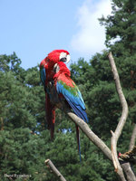 Ara chloroptera - Red-and-green Macaw
