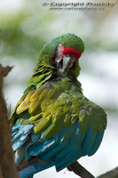 Ara militaris - Military Macaw