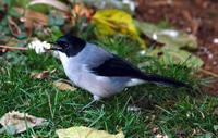 Image of: Heterophasia melanoleuca (black-backed sibia)