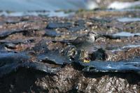 Image of: Heteroscelus incanus (wandering tattler)