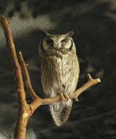 Image of: Ptilopsis leucotis (northern white-faced owl)
