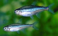 Image of: Paracheirodon simulans