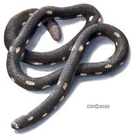 Image of: Anomochilus leonardi