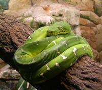 Image of: Corallus caninus (emerald tree boa)