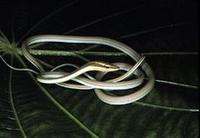 Image of: Xenoxybelis argenteus