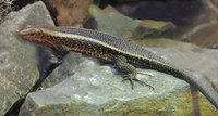 Zonosaurus laticaudatus