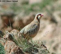 Rusty-necklaced Partridge - Alectoris magna