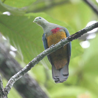 Scarlet-breasted Fruit Dove - Ptilinopus bernsteinii